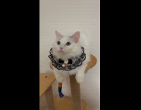 Adorable cat dresses up for date night 