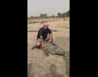 Man sit on large alligator dry river