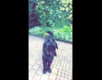 Two Dogs Howling at Harmonica