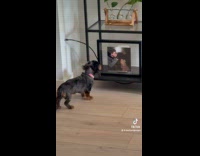 Dog staring at hoomans pictures kissing