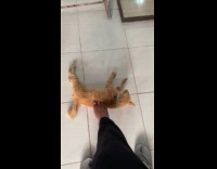 Person use feet give belly rubs to cat