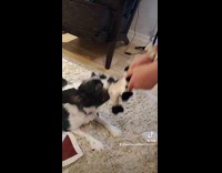 Girl struggles to pull plushy from dog