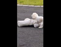 Dog humps its dog bed outside house