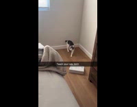 Cat play fetch hair tie on bed