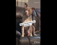 Pitbull dog whines because kids still asleep 