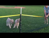 Charlie the dog doesnt know how to jump over baseball field net 