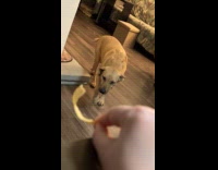 Woman giving treats to shy shelter dog 