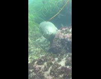 Adorable harbor seal sleeps while it floats underwater 
