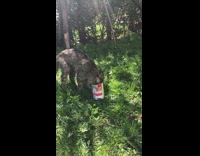 Cat got head stuck inside tin can