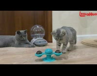 2 grey cats play with spinning toy 
