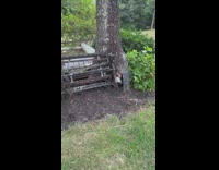 Farm wagon stuck beside the tree that grew with it