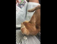 Ginger kitten cat rescued with a weird voice