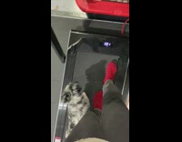 Girl walks on treadmill with dog 