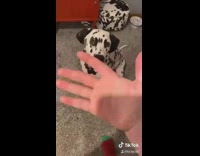 Collab BitchIG2 - Service dog tricks for different tasks 