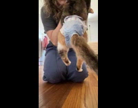 Cat not used to wearing diapers