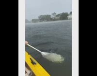 Collab BitchMP - Kayak lizard on girls head scream