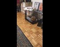 Brown dog licks black crate grey bed 