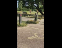 Two shirtless guy dumbbell exercise park morning