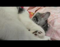 Grey cat laying in bed rubs face 