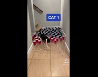 Three cats go through cups obstacle course 