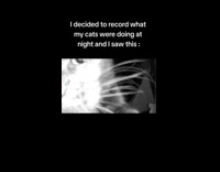 Cat looks and curious about camera 