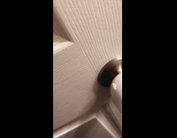 Black chihuahua named Rocko uses the restroom and pees in toilet while standing