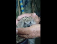 Hedgehog held and petted by the man