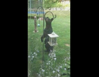 Black bear eat from bird feeder backyard