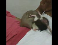 Two rats right each other on girls stomach, pink shirt