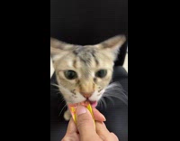 Woman feeding cat treat