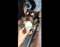 French bulldog dog eats puppuccino whipped cream 