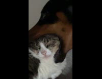 Dog randomly puts cats head on mouth