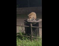 Raccoon eat leftover food from foil container