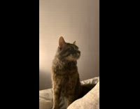 Cat Licks Mouth Repeatedly as it Looks Around