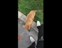  Collab BitchMP - Stray dog follows guy home 