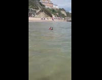 Brown dog red life jacket swims whistle 