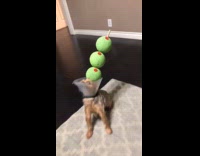 Dog with e-collar and olive fruit toy
