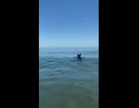 Black dog swimming in ocean water with stick in mouth
