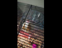 Pet hamster climbs and escapes from its cage