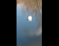 White swan lake looks for fish reflection