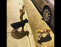 Two cats meow at black cat sidewalk 