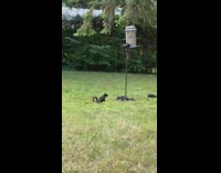Wild squirrel climb and eat from bird feeder