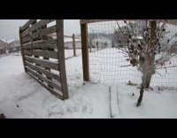 Woman buckles up her dog in a car with a safety harness 