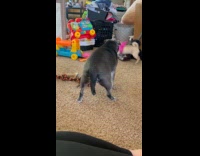 Gray pug run around bigger black pug