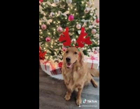 Golden retriever dog sits by christmas tree 