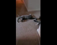 Two cats play with tails on floor