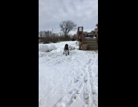 brown and black dogs walking funny in snow boots