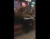 Guy dines with stuffed tiger fishnet stockings  