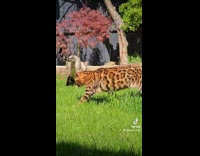 Bengal cat walk on grass slow motion