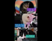 Three cats name and age split screen